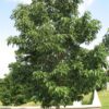 Quercus muehlenbergii (Chinkapin Oak) - Image 2