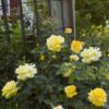 Rosa Easy 'BAlage' Easy Elegance® High Voltage