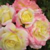 Rosa 'Balbox' (Easy Elegance® Music Box)