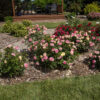 Rosa 'Balbox' (Easy Elegance® Music Box) - Image 2