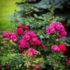 Rosa Easy 'Balgirl' (Easy Elegance® My Girl)