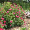 Rosa Easy 'Balgirl' (Easy Elegance® My Girl) - Image 2