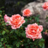 Rosa 'Balnce' (Easy Elegance® Sweet Fragrance)