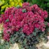 Sedum 'Dazzleberry'