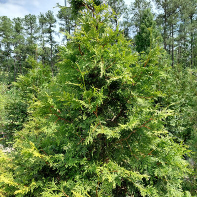 Thuja plicata x standishii 'BFC68' (Virginian)