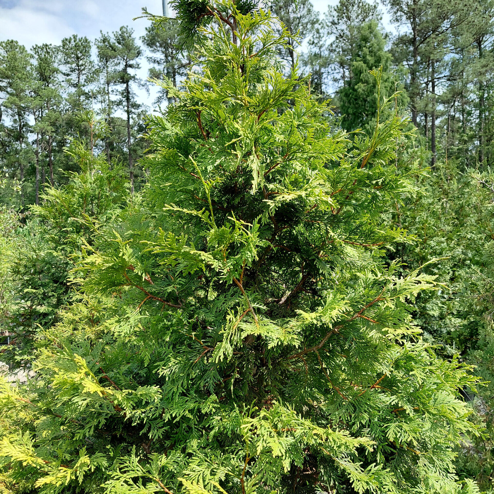Thuja plicata x standishii 'BFC68' (Virginian)