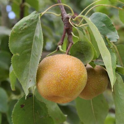 Pyrus pyrifolia 4 in 1