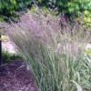 Calamagrostis x acutiflora 'Overdam' - Image 2
