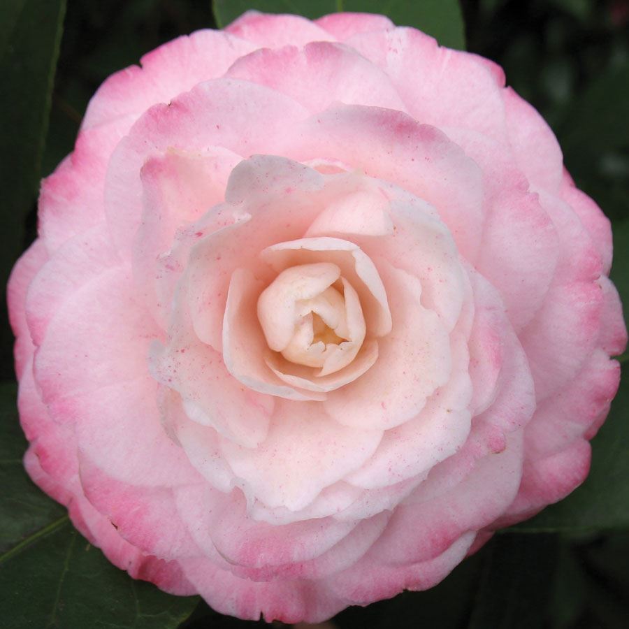 Camellia japonica 'Grace Albritton'