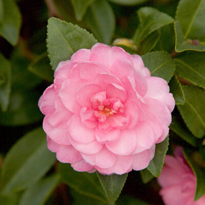 Camellia sasanqua 'Green 02-016' (October Magic® Pink Perplexion™)