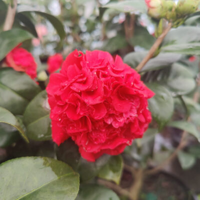 Camellia japonica 'Professor Charles S. Sargent'