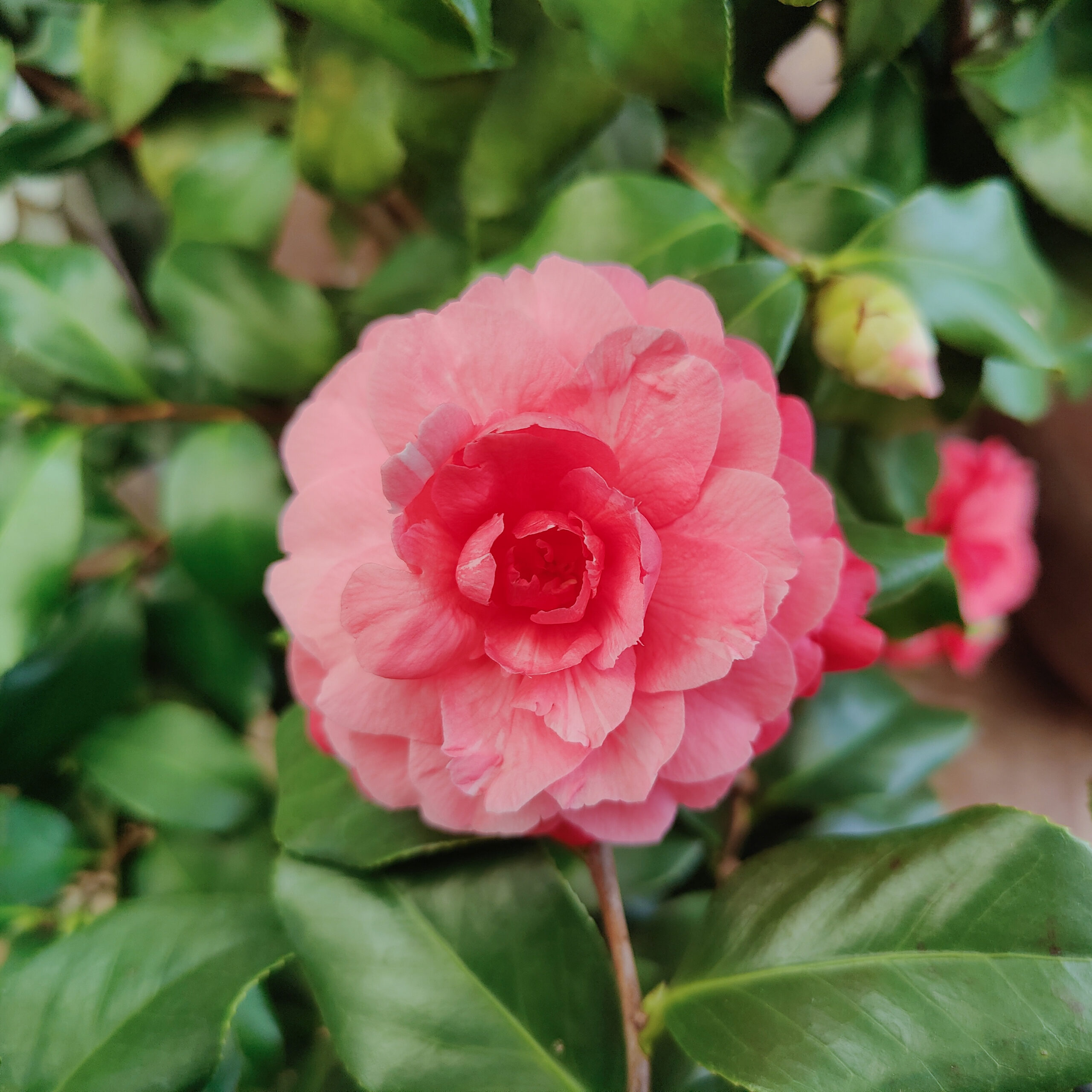 Camellia japonica 'Rose Dawn'