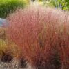 Schizachyrium scoparium 'The Blues' - Image 2
