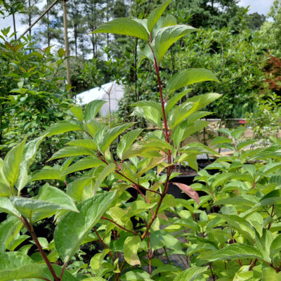 Cornus sericea 'Baileyi'