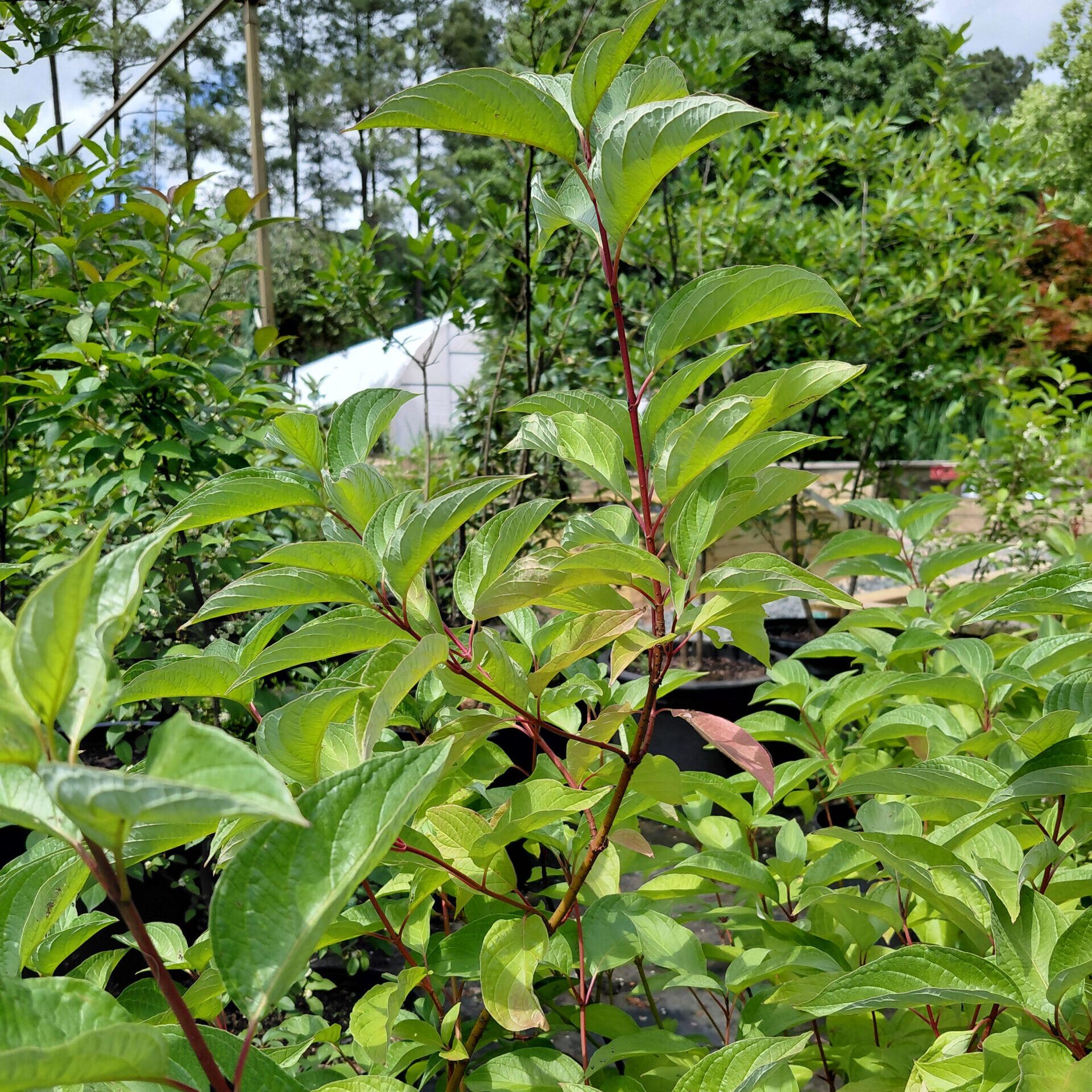 Cornus sericea 'Baileyi'
