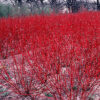 Cornus sericea 'Baileyi'