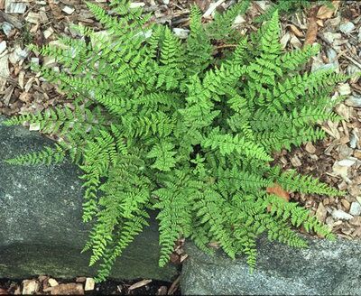 Hemionitis lanosa (fka Cheilanthes lanosa)