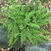 Hemionitis lanosa (fka Cheilanthes lanosa)