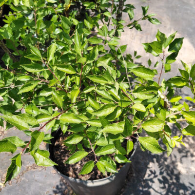 Ilex verticillata 'Southern Gentleman'