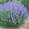 Lavandula angustifolia Phenomenal®