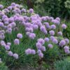 Allium senescens 'Blue Eddy'