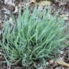 Allium senescens 'Blue Eddy' - Image 2