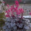 Heuchera  'Timeless Treasure'