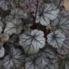 Heuchera  'Timeless Treasure' - Image 2