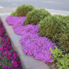 Phlox subulata 'Drummond's Pink' - Image 2