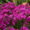 Phlox 'Kung Fuchsia'