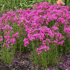 Phlox 'Kung Fuchsia' - Image 2