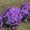 Phlox x 'Eye Shadow' - Image 2