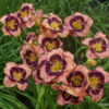 Hemerocallis 'Rock Solid' - Image 2