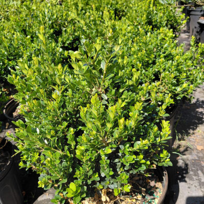 Buxus microphylla 'Little Missy'