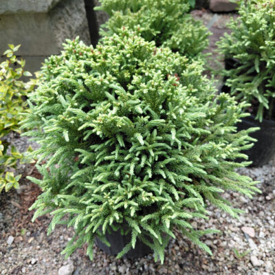 Cryptomeria japonica Dragon Prince™