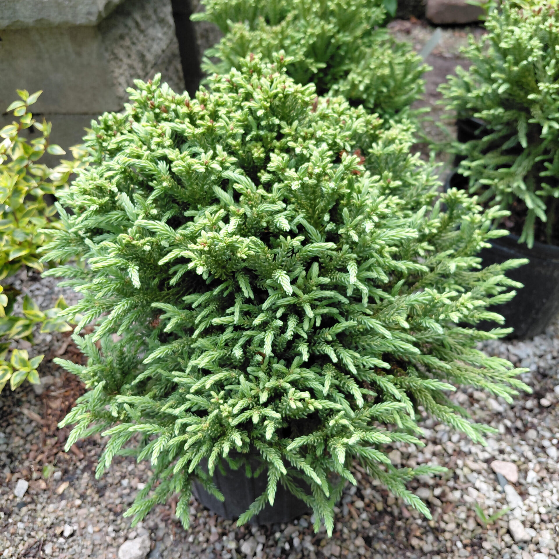Cryptomeria japonica Dragon Prince™