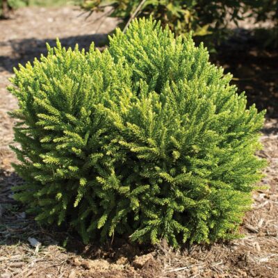 Cryptomeria japonica Dragon Prince™