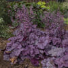 Heuchera 'Pink Panther' - Image 2
