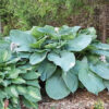 Hosta Shadowland® 'Empress Wu'