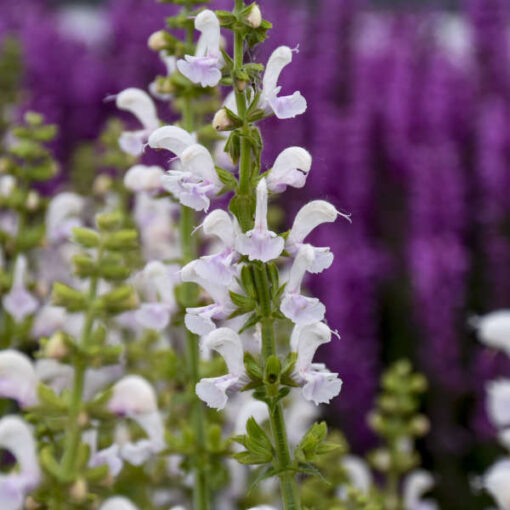 Salvia Color Spires® 'Snow Kiss'