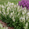 Salvia Color Spires® 'Snow Kiss' - Image 2