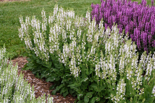 Salvia Color Spires® 'Snow Kiss' - Image 2