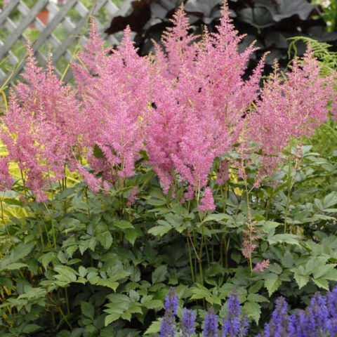 Astilbe ‘Rheinland’ | Kiefer Nursery: Trees, Shrubs, Perennials