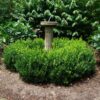 Buxus microphylla 'Little Missy' - Image 2
