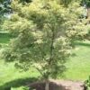 Acer palmatum 'Beni Schichihenge' - Image 2