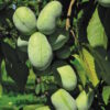 Asimina triloba KSU Atwood™