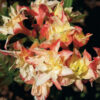Azalea (deciduous) 'Cannon's Double'