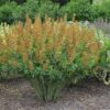 Baptisia Decadence® "Cherries Jubilee' - Image 2