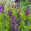 Baptisia 'Grape Taffy'