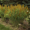Baptisia 'Honey Roasted' - Image 2
